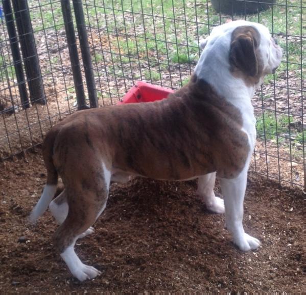 Mize's Classic Muscle Barracuda | American Bulldog 