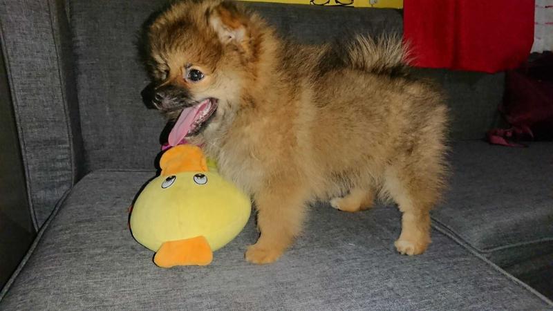 ad amber's bestpom y kara | Pomeranian 