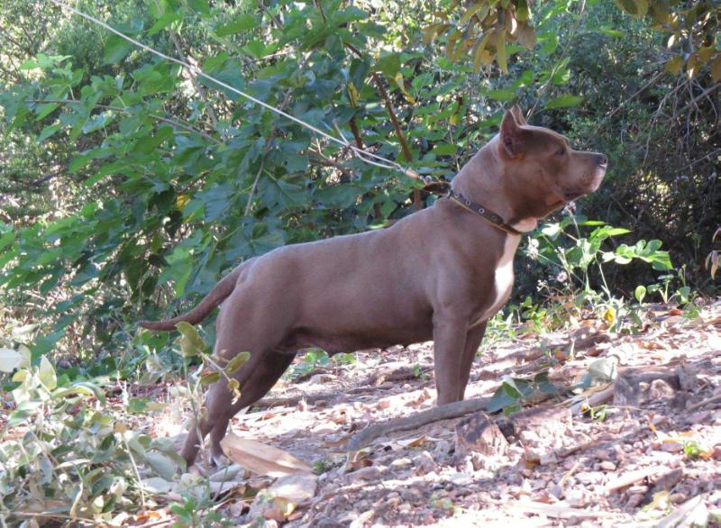 GIZ MOLOSSO DI JERIVÁ | American Staffordshire Terrier 