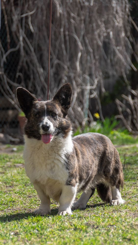 Dzhemini Brave Arrow | Cardigan Welsh Corgi 