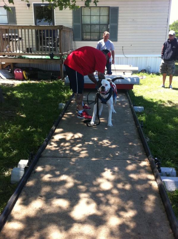 Lagares' cassiel of ssk | American Bulldog 