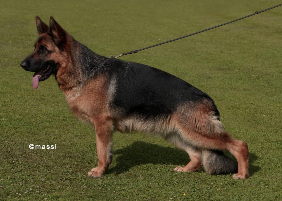 Kornelia Von Pallas Athene | German Shepherd Dog 
