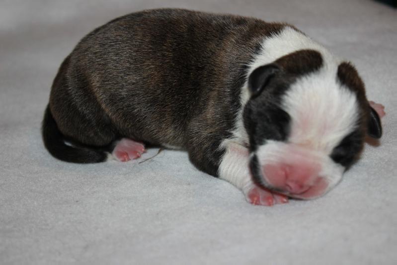 Eagle Eye of Thunder | American Staffordshire Terrier 