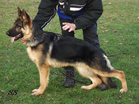 Eiko von der Brossmerhöhe | German Shepherd Dog 