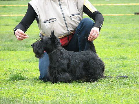 Sansibiliti Sugar Candi | Scottish Terrier 