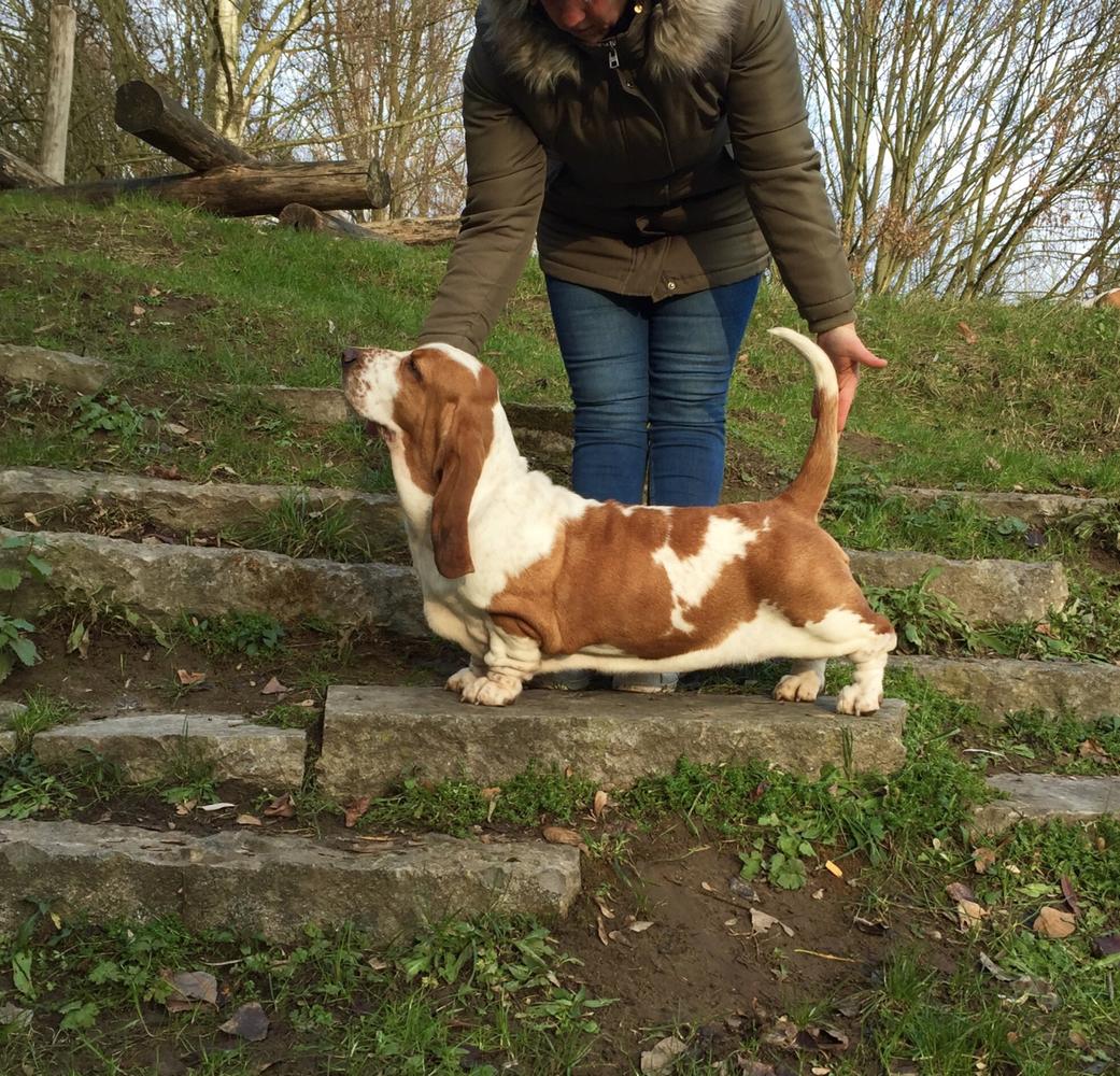 Quera Avaleur du Sabre | Basset Hound 