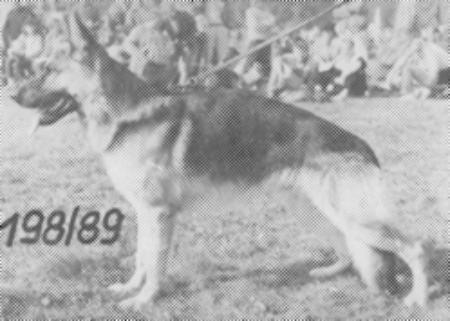 Zorro von der Bahrener Höhe | German Shepherd Dog 