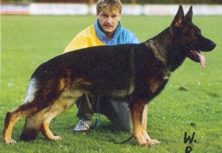 Anton vom Pendel Bach | German Shepherd Dog 