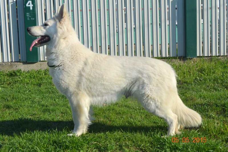 ICE BRILLIANT ZABRINA | White Swiss Shepherd Dog 