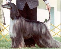 Qamari Airs Above The Ground | Afghan Hound 