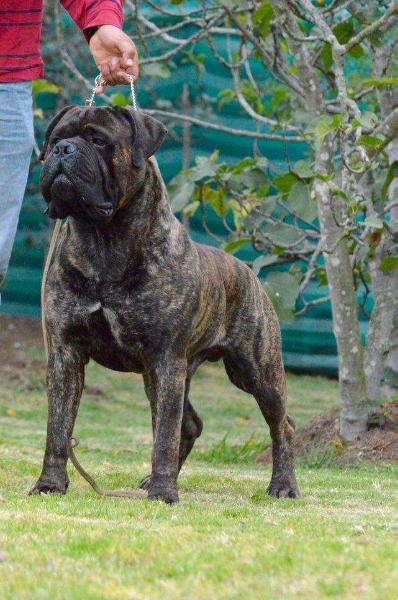 CABBERIN'S MAXIMUS THE GLADIATOR | Bullmastiff 