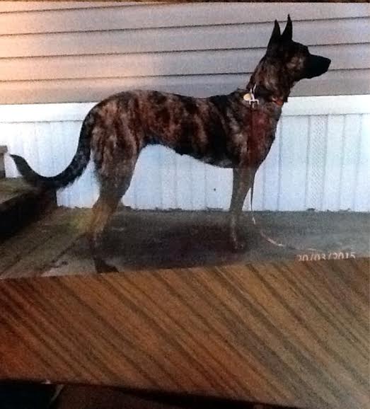 Geena | Dutch Shepherd 