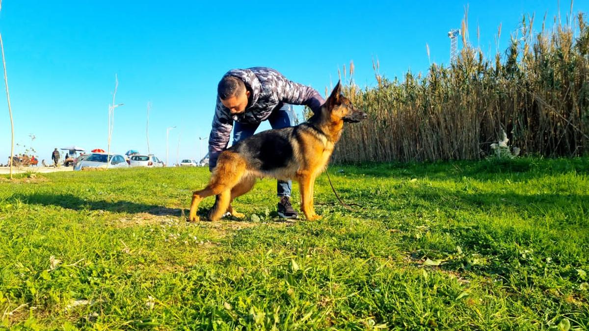 Nolva de la carrière d'or | German Shepherd Dog 