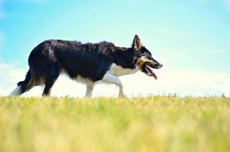 LT Crunch Data | Border Collie 