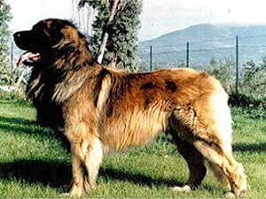 Radjhi v. Lowenkraft | Leonberger 