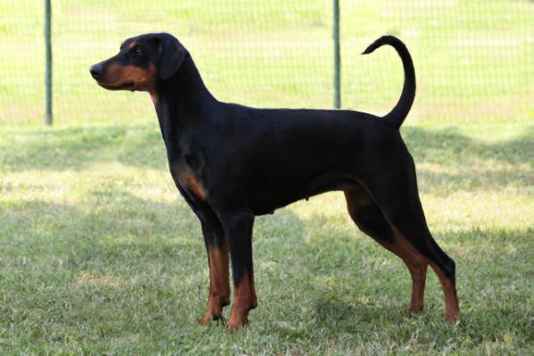 Unforgettably Aloha Ohana | German Pinscher 