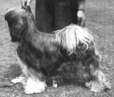 REGALIA'S ROCK'M SOCK'M | Tibetan Terrier 