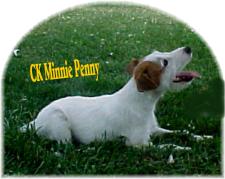 Minnie Penny | Jack Russell Terrier 