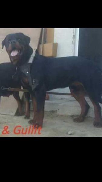 Guillit Vom Hause Vidrio | Rottweiler 