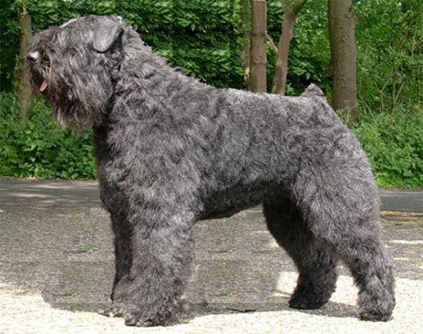 Ilaros-Toos v.d. Vanenblikhoeve | Bouvier des Flandres 