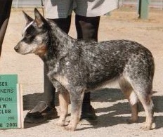 Timber Loveydovey | Australian Cattle Dog 