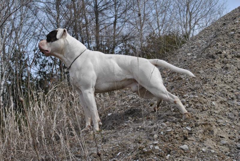 Pasitive Bullies Legacy Lou | American Bulldog 