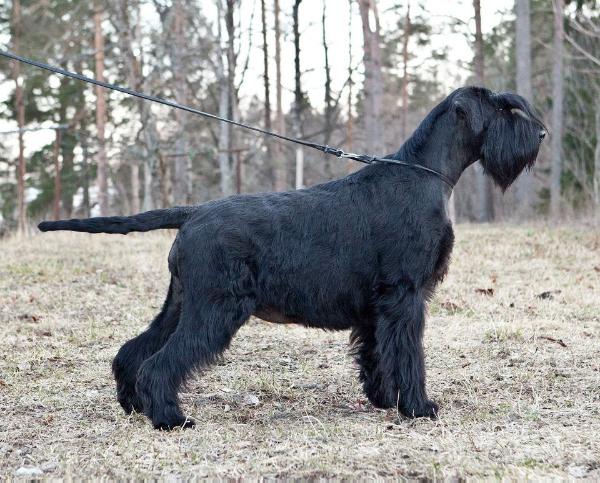 Stablemaster's Ukulelenera | Giant Schnauzer 