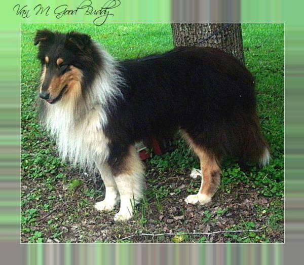 Van-M's Good Buddy | Rough Collie 