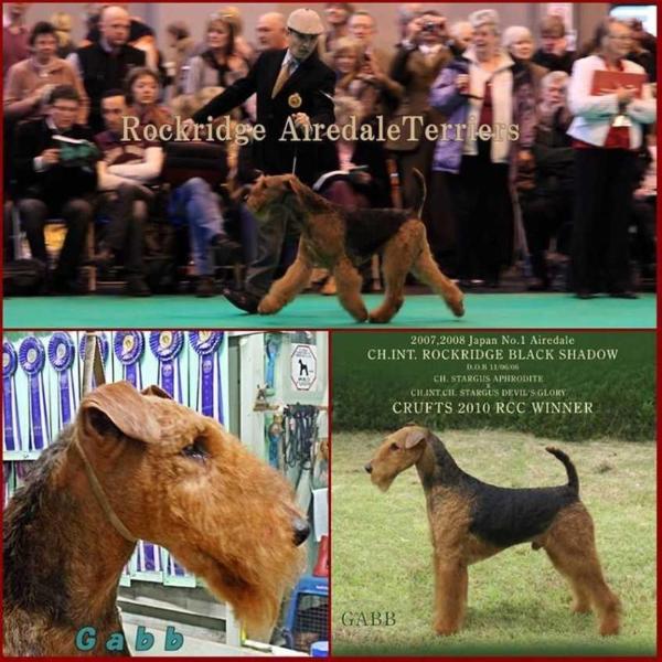 RockRidge JP Black Shadow | Airedale Terrier 