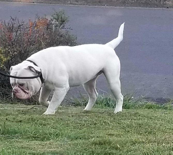 King Abel of Bay Area Bullies | American Bulldog 