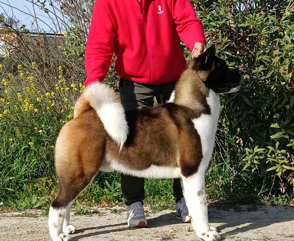 Kyodai Yellow Raven | Akita 