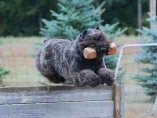 Briarlea Solamente en la Luz | Bouvier des Flandres 