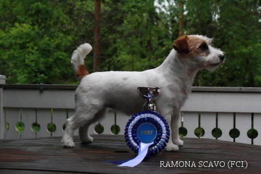 Ramona SCAVO (FCI) | Jack Russell Terrier 