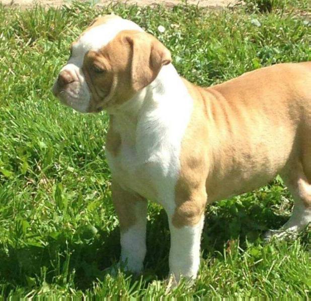 Bombasticbulls' DURRANI | American Bulldog 