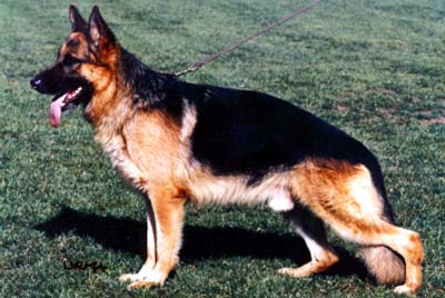 Hero vom Kaibach | German Shepherd Dog 