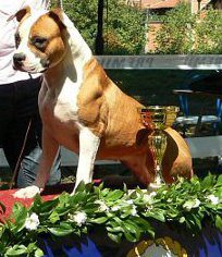 Just do it Lady for Long Step | American Staffordshire Terrier 