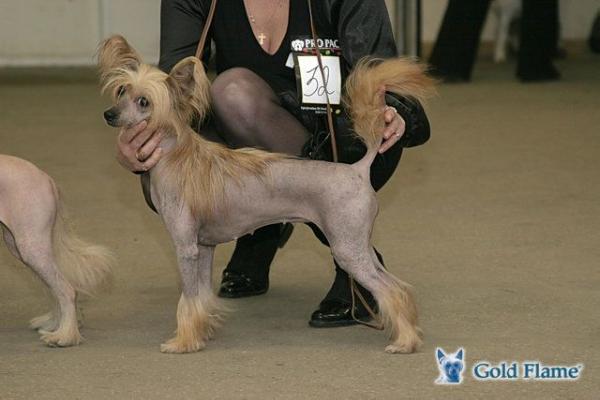 Zholesk Fenci Nik Nek | Chinese Crested 