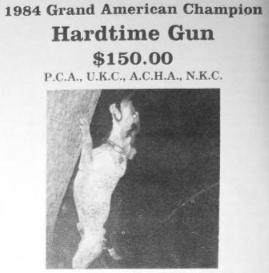 Hardtime Gun | American English Coonhound 