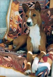 Bulldobas Wee Woodstock | Basenji 