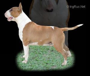 ANABRUM MIKSCHE BULL SHREK | Bull Terrier 