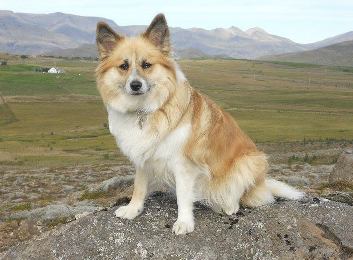 Snætinda Dama - IS12187/08 | Icelandic Sheepdog 