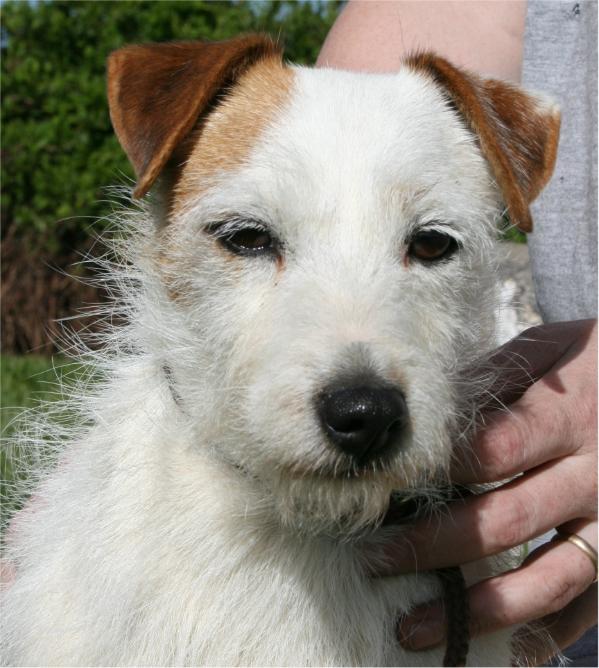 Wyndhaven Ray of Sunshine | Parson Russell Terrier 