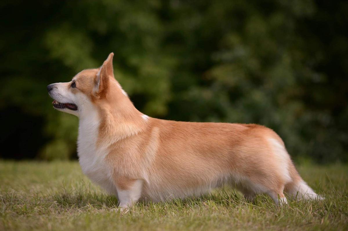 Akswell Chadian Love | Pembroke Welsh Corgi 