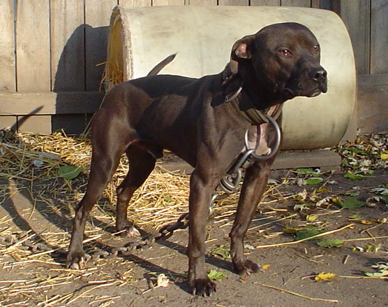 K's Panzer | American Pit Bull Terrier 