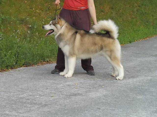 AZKEN PORTU BLOKE | Alaskan Malamute 