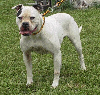 GWK's Tinker Dam of GIK | American Bulldog 