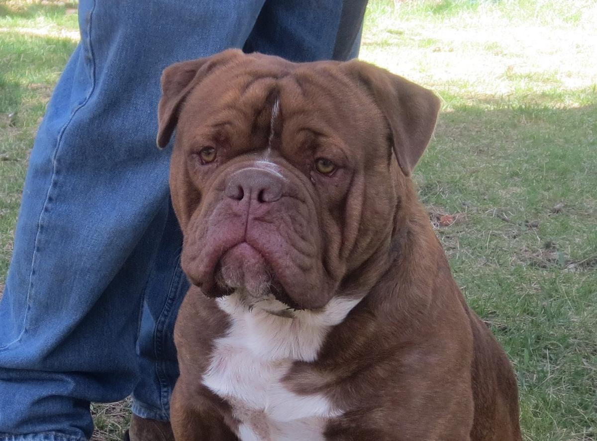 Champion's Maximus Ultimus | Olde English Bulldogge 