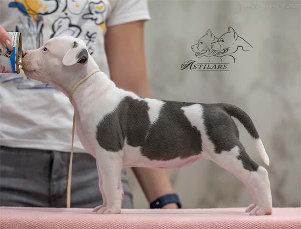 Astilars Elizabet | American Staffordshire Terrier 