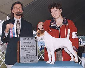 Fox Valley Roll The Dice | Jack Russell Terrier 