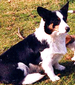 Fairground Black Magic Angle | Cardigan Welsh Corgi 